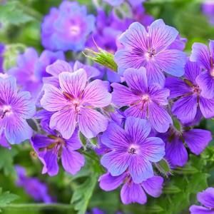 Meet your Posher, Lizzy